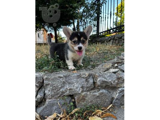 Ουαλικό Corgi Pembroke κουτάβια προς πώληση